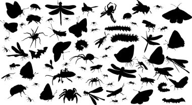 huge isolated insect set clipart