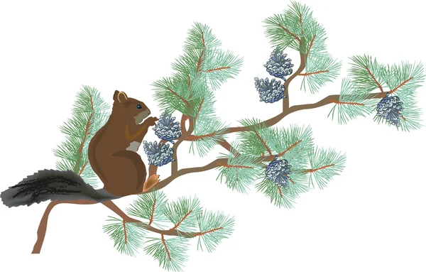 Wiewiórka na zielony pine oddział na białym tle — Wektor stockowy