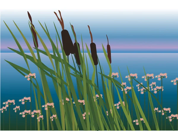 Fleurs d'eau dans l'illustration du lac — Image vectorielle