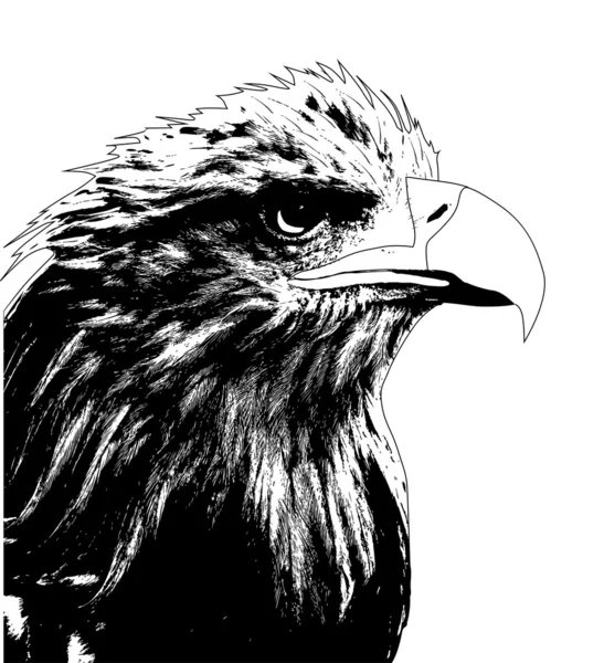 Eagle zwart portret — Stockvector