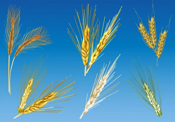 Collection de céréales dorées sur fond bleu — Image vectorielle