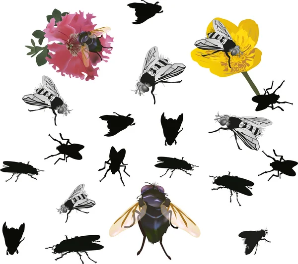 Large collection of fly silhouettes — Stock Vector