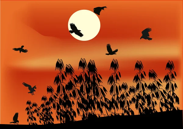 Champ d'avoine et oiseaux au coucher du soleil — Image vectorielle
