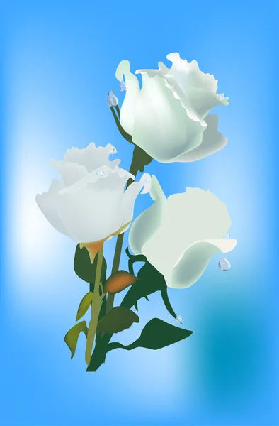Witte rozen op blauwe achtergrond — Stockvector