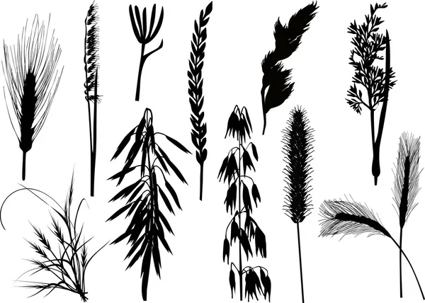 Коллекция зерновых силуэтов изолирована на белом — стоковый вектор