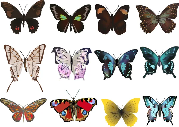Twelve different butterflies isolated on white — Stock Vector