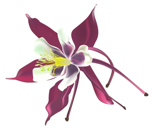 Seule fleur violette isolée sur blanc — Image vectorielle