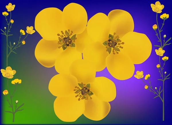 Golden buttercup flowers illustration — Stock Vector