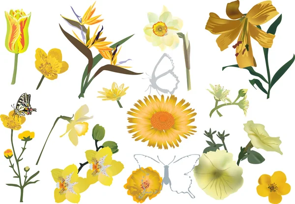 Collezione fiori gialli su bianco — Vettoriale Stock