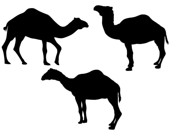 Tres camellos aislados en blanco — Archivo Imágenes Vectoriales