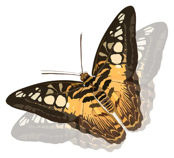 Einzelner brauner Schmetterling mit Reflexion — Stockvektor