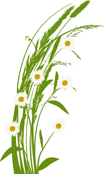 Papatya çiçeği ve çim illüstrasyon kıvırmak — Stok Vektör