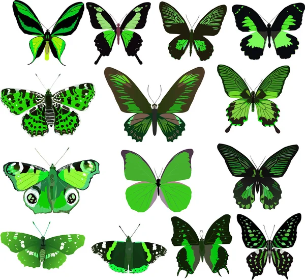 Fourteen green butterflies isolated on white — Stock Vector