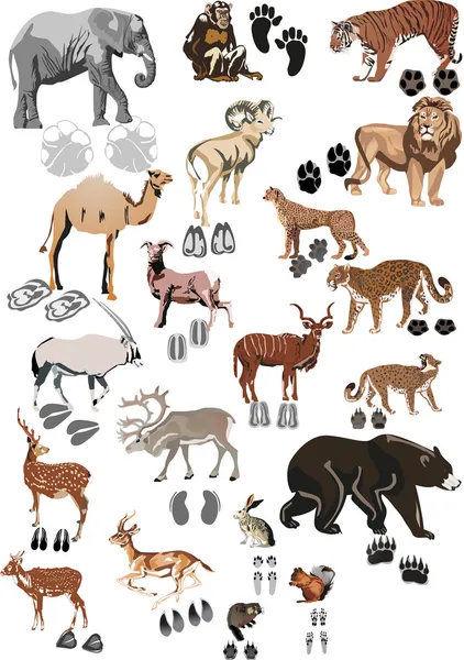 Färg djur samling med spår — Stock vektor
