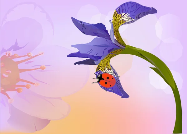 Iris en kleine rode lieveheersbeestje illustratie — Stockvector