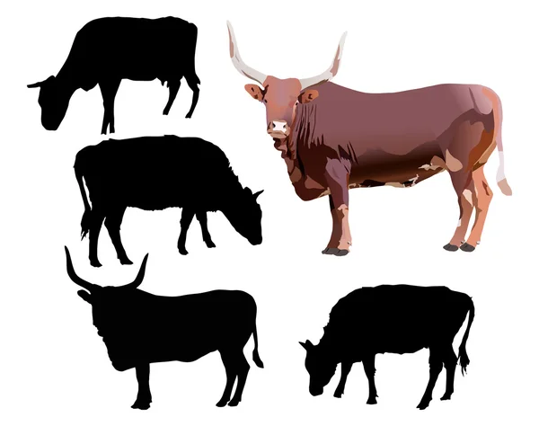 Bull and cows isolated on white — Stock Vector