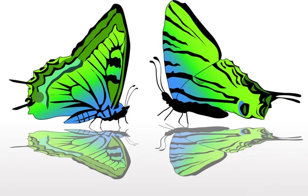 Zwei grüne und blaue Schmetterlinge — Stockvektor