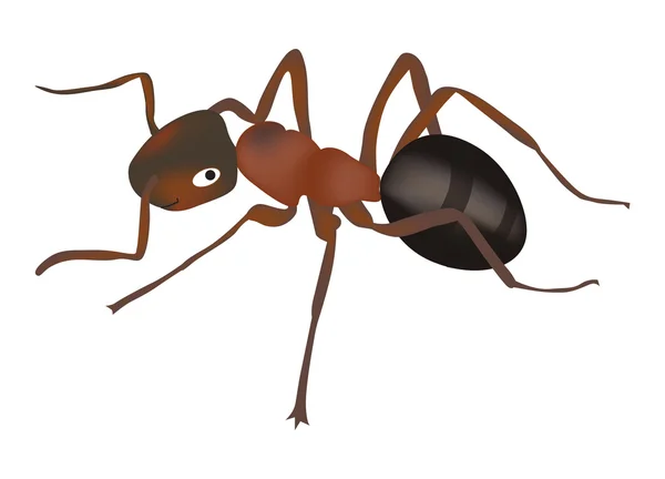Color ant isolated on white — Stock Vector