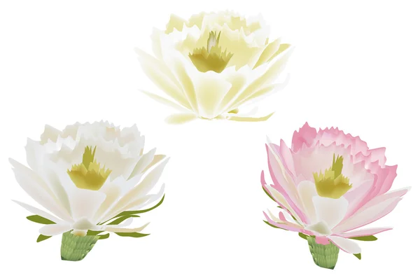 Tres flores de cactus aisladas — Archivo Imágenes Vectoriales