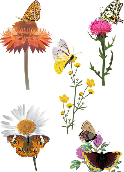 Conjunto de mariposas en flores silvestres — Vector de stock
