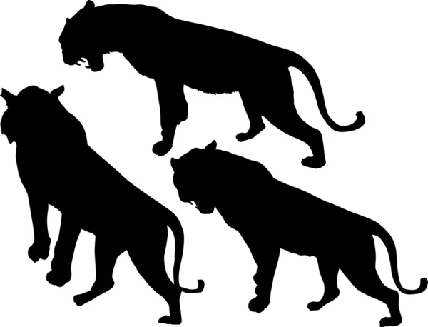 Drie geïsoleerde tijger silhouetten — Stockvector
