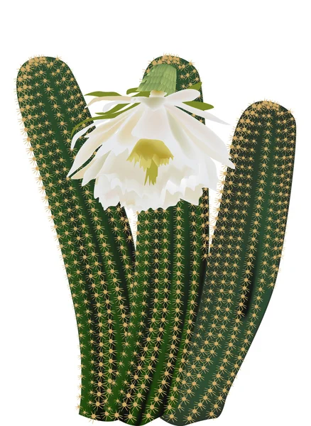 Zelený kaktus s bílým květem — Stockový vektor