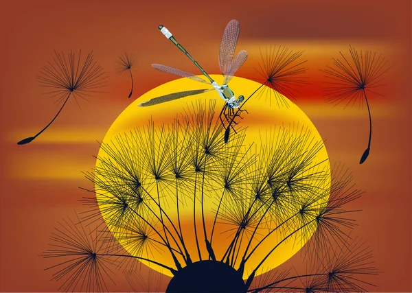 Dragonfly and dandelion at sunset — Stock Vector