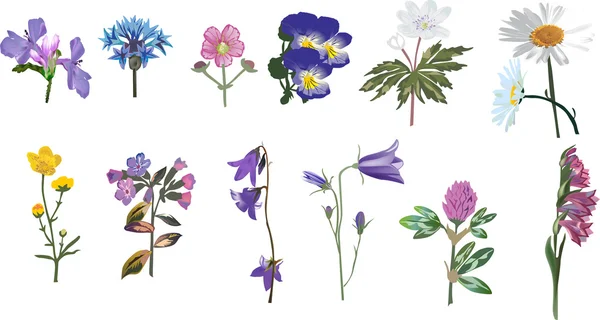 Sor vadon élő elszigetelt virágok — Stock Vector