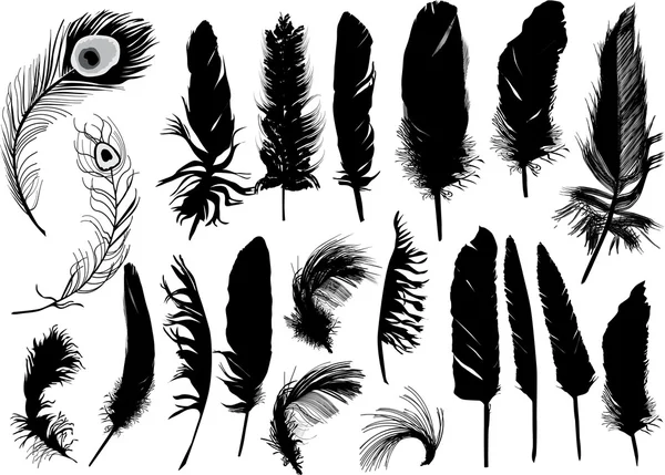 Twenty black isolated feathers — Stock Vector