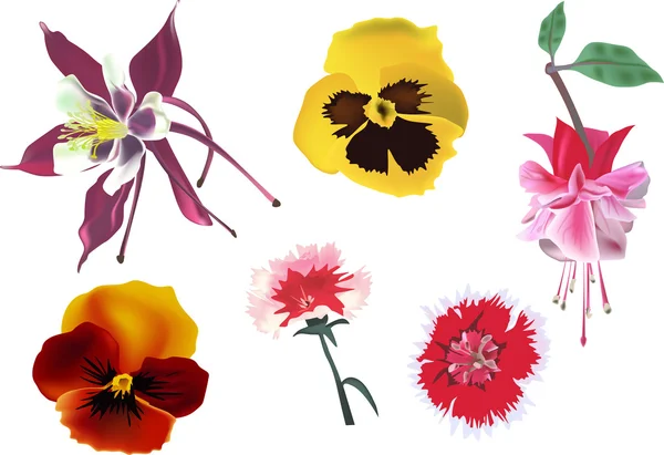 Six color flowers collection — Stock Vector