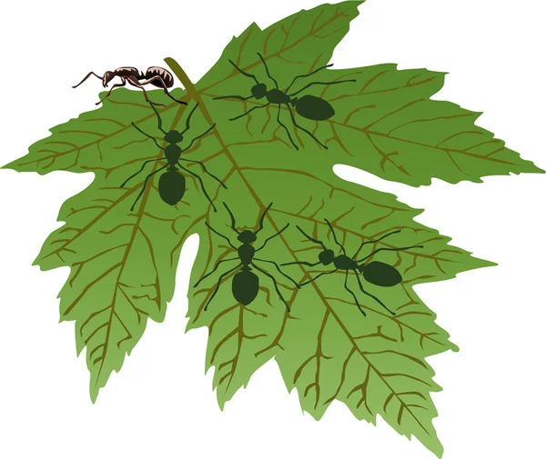 stock vector five ants on green leaf