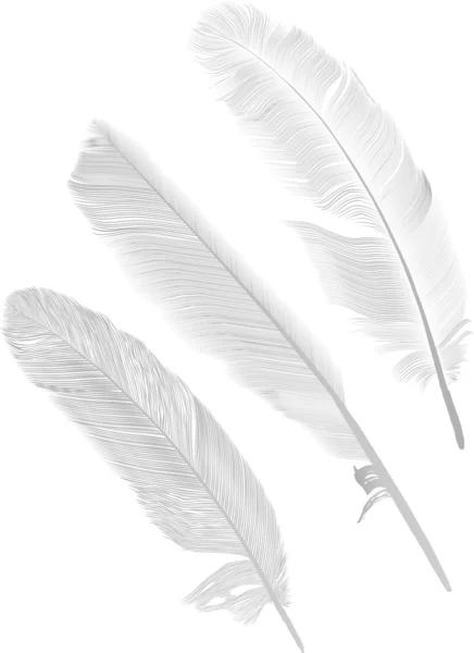 3 つの孤立した灰色の羽毛の図 — ストックベクタ