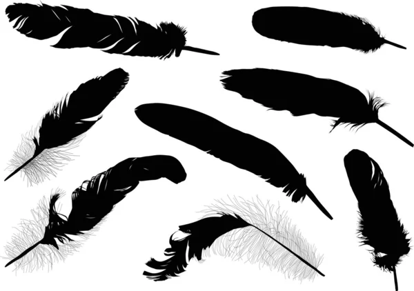 Eght black feathers on white — Stock Vector