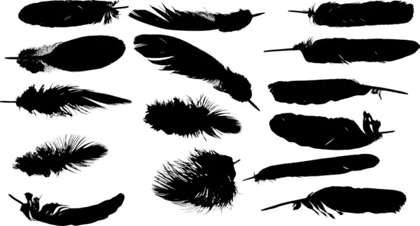 Fünfzehn schwarze Federn auf weiß — Stockvektor