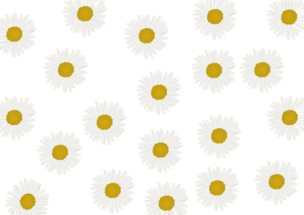 Fine chamomile flowers background — Stock Vector