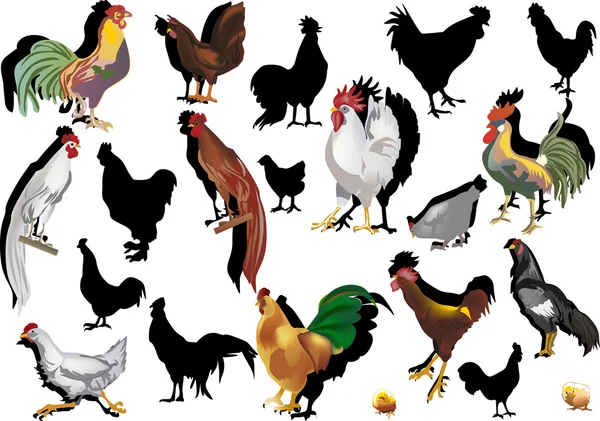 Conjunto de galinhas isoladas em fundo branco — Vetor de Stock
