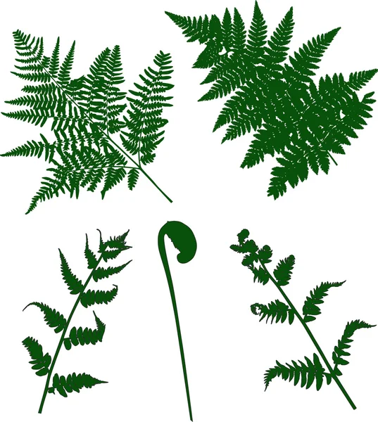 Set von grünen Farnsilhouetten — Stockvektor