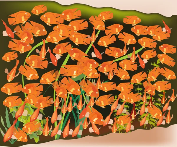 Gran grupo de peces de oro ilustración — Archivo Imágenes Vectoriales