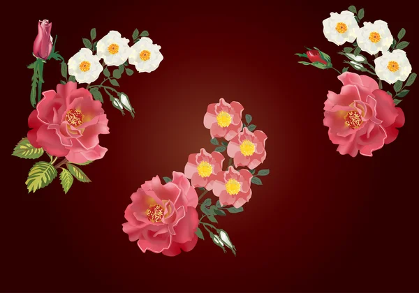Red roses and white briers flowers — Stock Vector