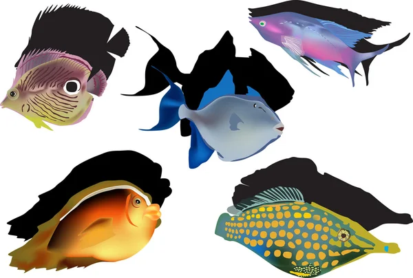 Cinco peixes tropicais sobre fundo branco — Vetor de Stock