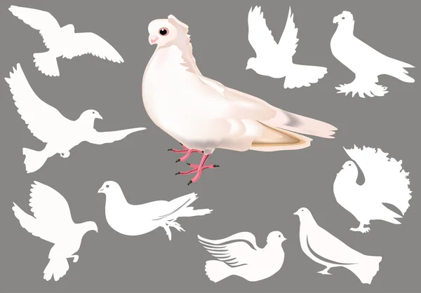 White pigeons on grey — Stock Vector