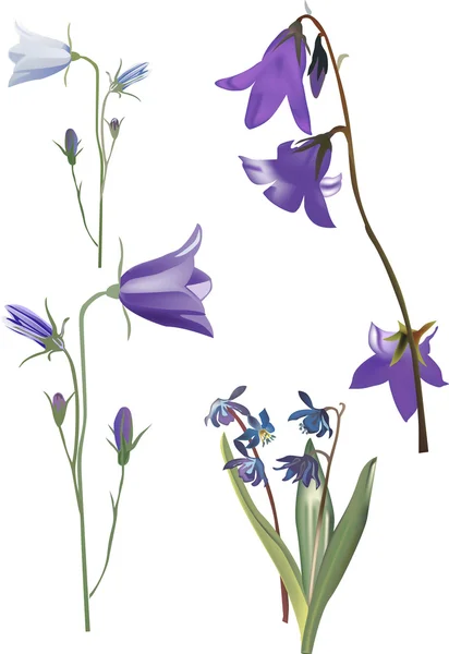 stock vector blue campanula flowers collection