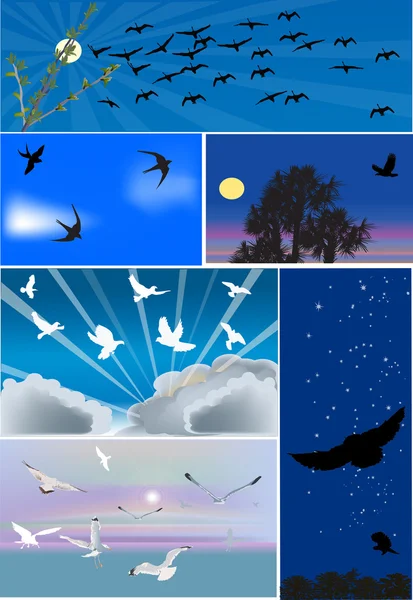 Sex kompositioner med fåglar flyga — Stock vektor