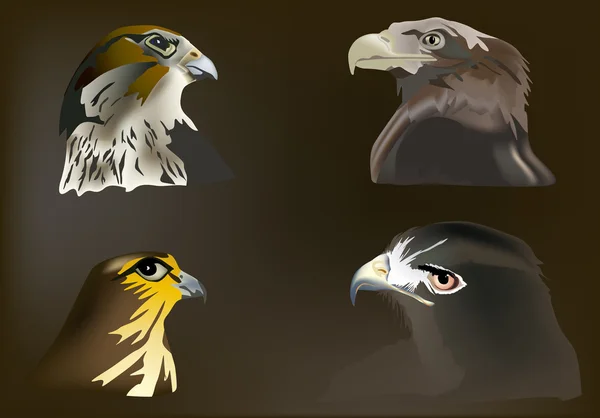 Four eagles portraits on dark background — Stock Vector