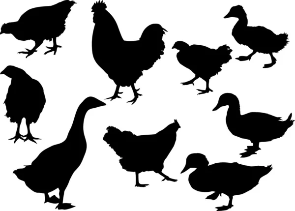 Beyaz üzerine dokuz çiftlik kuşlar — Stok Vektör