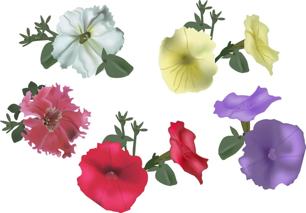 Grupo de flores de petúnia isoladas em branco — Vetor de Stock