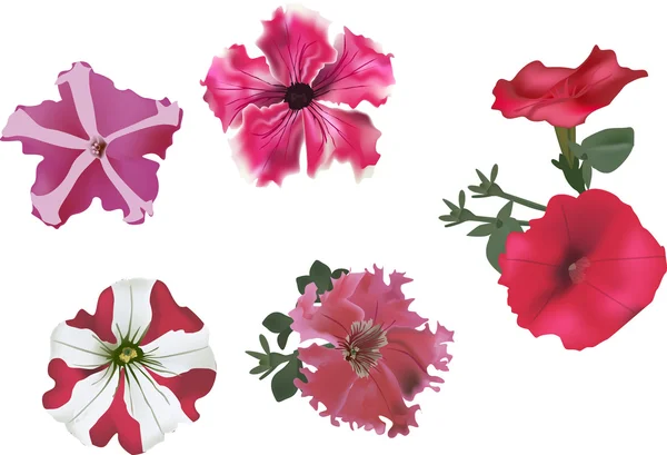 Conjunto de flores de petunia rosa — Archivo Imágenes Vectoriales
