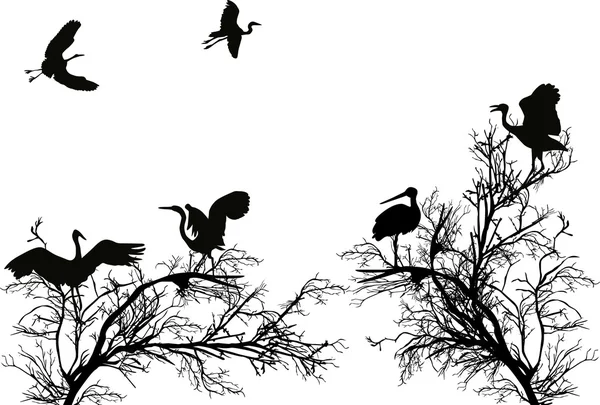 Cigüeñas en ramas de árboles aisladas en blanco — Vector de stock
