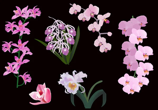 Orquídeas lila conjunto en negro — Archivo Imágenes Vectoriales