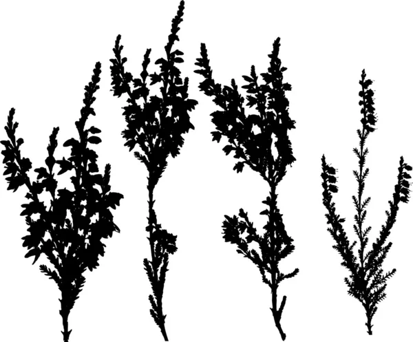 Sada čtyř rostlin siluety — Stockový vektor